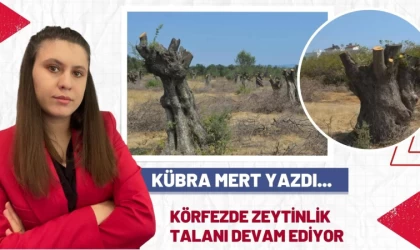 Körfezde Zeytinlikler Talan Ediliyor