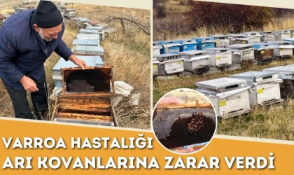 Varroa Hastalığı Arı Kovanlarına Zarar Verdi