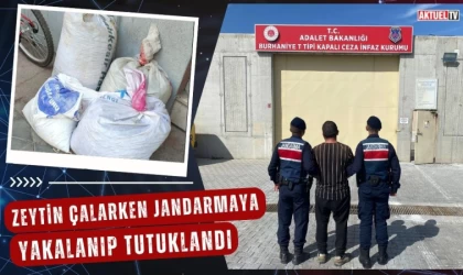 Zeytin Çalarken Jandarmaya Yakalanıp Tutuklandı