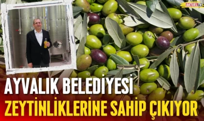 Ayvalık Zeytinliklerine Sahip Çıkıyor