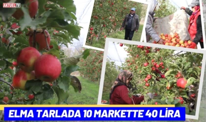 Elma Tarlada 10 Markette 40 Lira