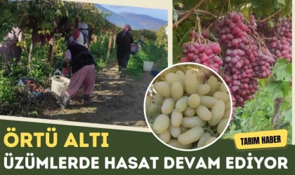 Örtü Altı Üzümlerde Hasat Devam Ediyor