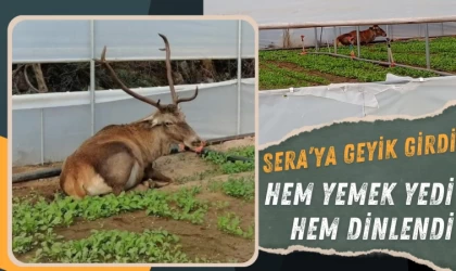 Sera’ya Giren Geyik Hem Yedi Hem Dinlendi