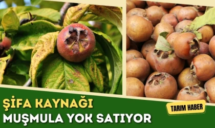 Şifa Kaynağı Muşmula Yok Satıyor