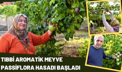Tıbbi Aromatik Meyve Passiflora Hasadı Başladı