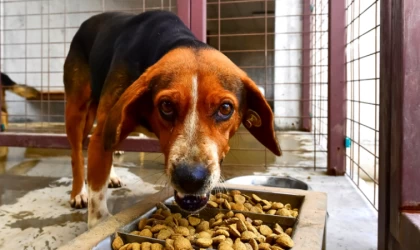 Belediyeler Can Dostlar İçin Mama Üretiyor