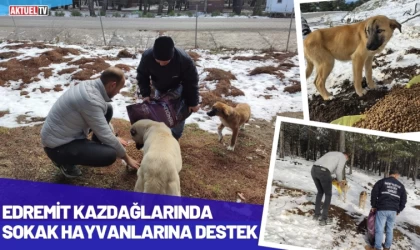 Edremit Sokak Hayvanlarını Unutmadı