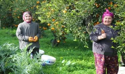 Mandalin hasadında imece ruhu canlandı